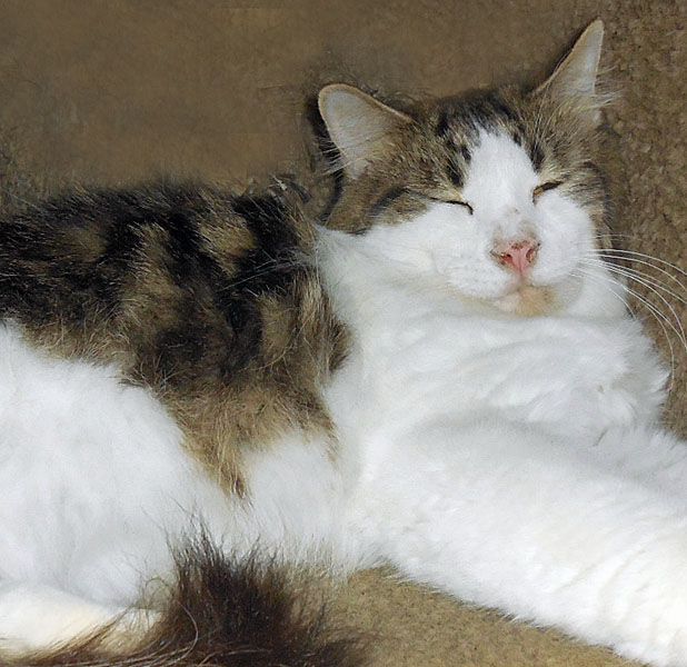 Calibus